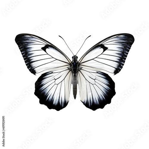 butterfly, png