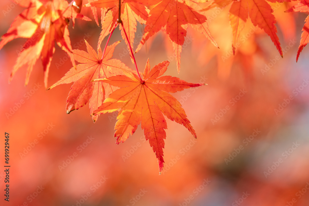 Beautiful maple leaves on the tree in autumn season. Beautiful maple leaves on the tree in autumn season.