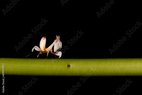 A pink orchid mantis on a leaf