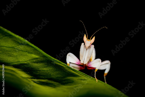 A pink orchid mantis on a leaf photo