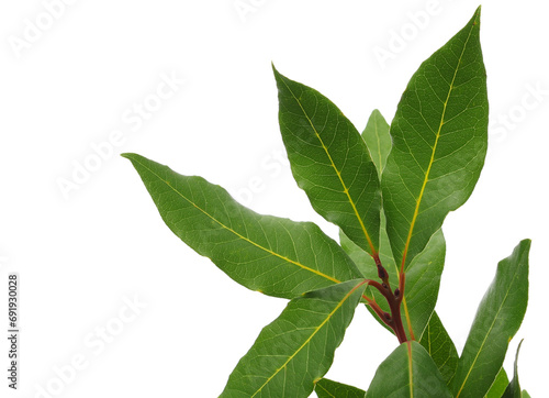 Fresh green bay leaves isolated on white, clipping path