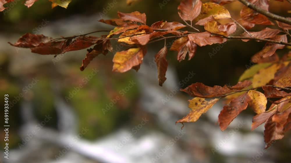 Close-up of autumn leaves with vibrant brown and yellow tones against a blurred natural background. Close-up of autumn leaves with vibrant brown and yellow tones against a blurred natural background.