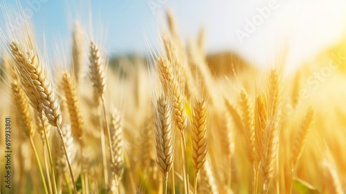 Close up of ripe golden wheat ears  field of wheat in a summer day  sun flare. Harvesting period. Generative AI