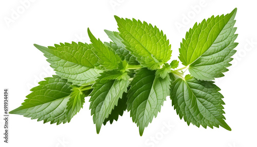 nettle isolated on transparent background