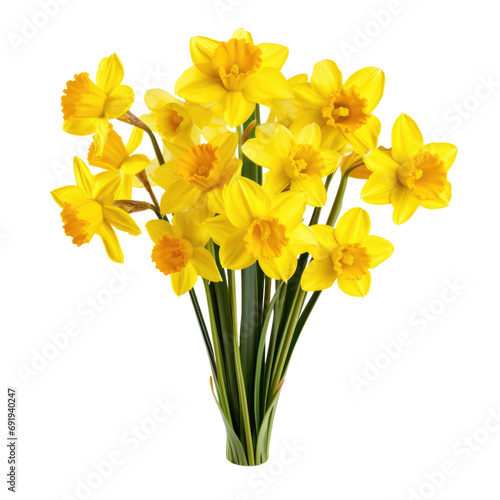 Spring floral border, beautiful fresh daffodils flowers, isolated on transparent background