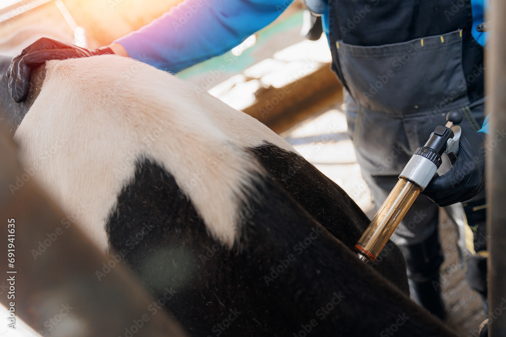 Obraz premium Woman veterinarian gives injection syringe to cow. Concept vaccine for health care of cattle on livestock farm