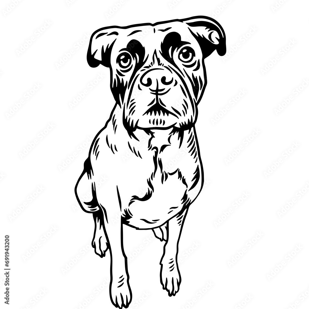 Funny Boxer - Dog Breed, Funny dog Vector File, detailed vector