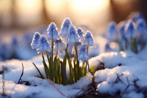  a group of snowdrops in the snow with the sun shining through the snow on the ground behind them. © Shanti