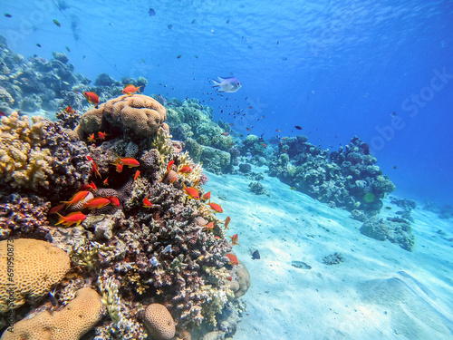 Underwater life of reef with corals, shoal of Lyretail anthias (Pseudanthias squamipinnis) and other kinds of tropical fish. Coral Reef at the Red Sea, Egypt. photo