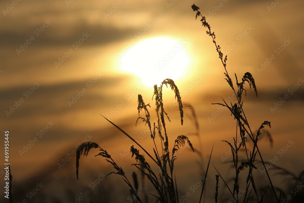 Closeup view of silhouette dry grass with sunset background. Closeup view of silhouette dry grass with sunset background.