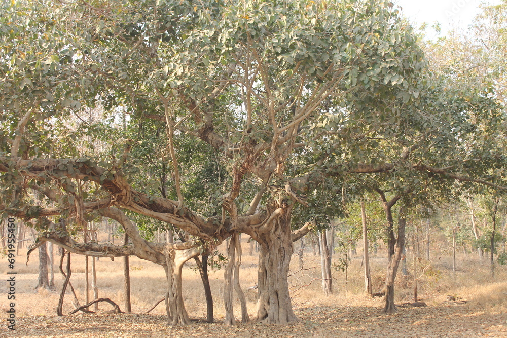 Fototapeta premium banyan tree in the forest.