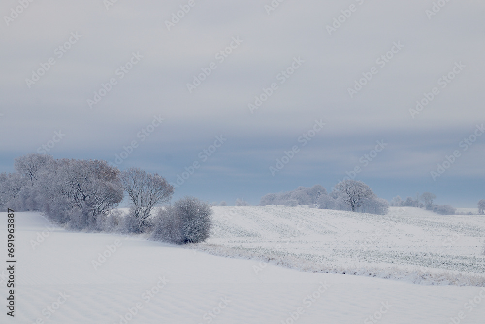 Hoarfrost on the trees on the white field Hoarfrost on the trees on the white field