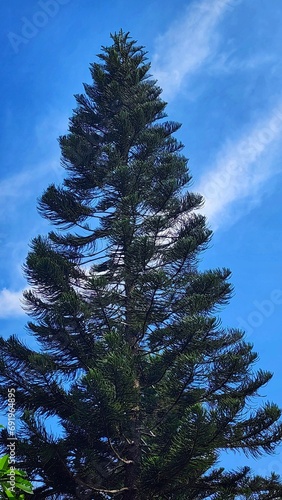 Pine tree against the blue sky with white clouds © Purwadani