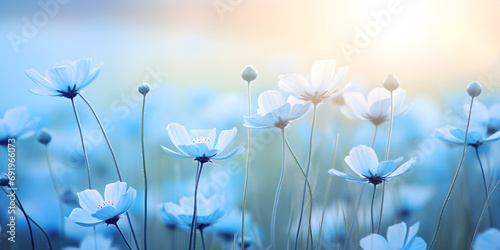Blue spring flowers on a meadow, blurry sunlight background 