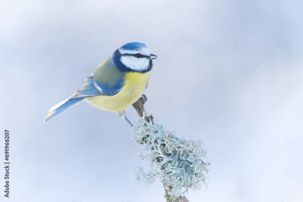 Obraz premium Beautiful portrait of a titmouse. Cyanistes caeruleus. Tit in the nature habitat. Winter scene with a cute blue tit. 