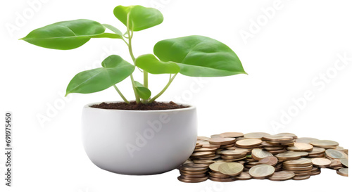 Money planth growing concept on transparent background PNG  photo