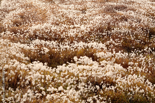 reeds in the autumn field