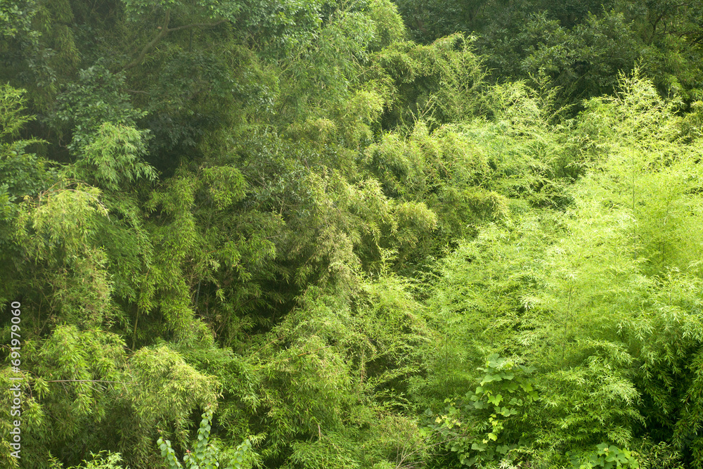 Bamboo Forest in Summer Bamboo Forest in Summer