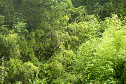 Bamboo Forest in Summer