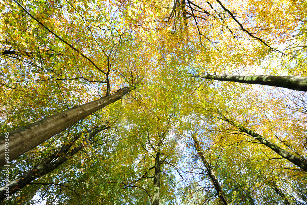 Fototapeta premium Autumn trees in woodlamd clearing, seen for below