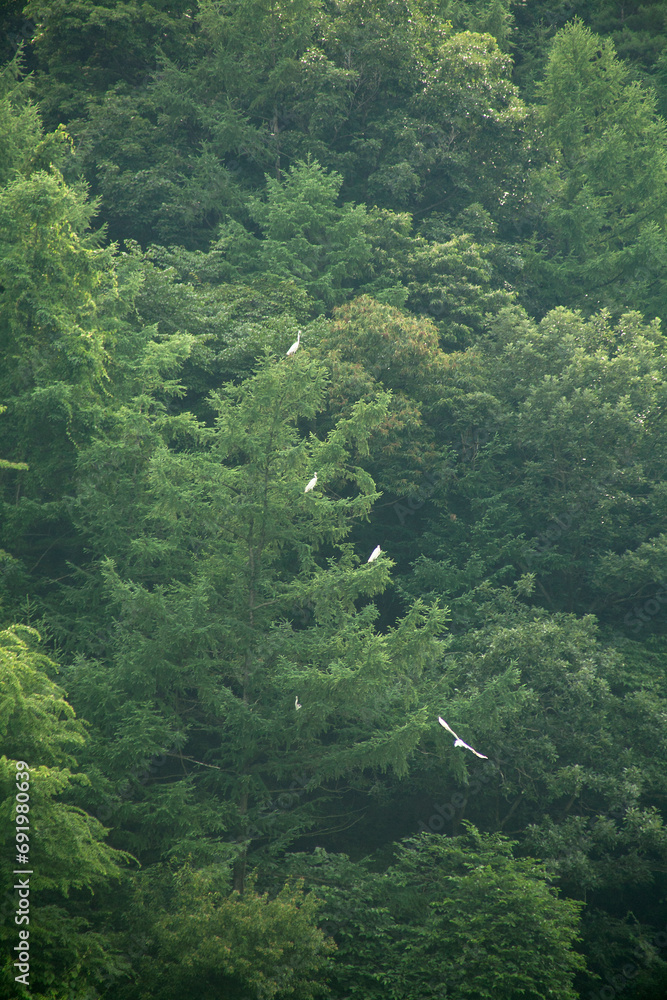 egrets of the forest egrets of the forest