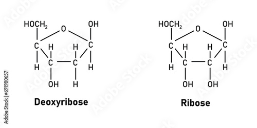 Ribose (C5H10O5) and Deoxyribose (C5H10O4) sugar chemical structure. Scientific resources for teachers and students. Vector illustration.
