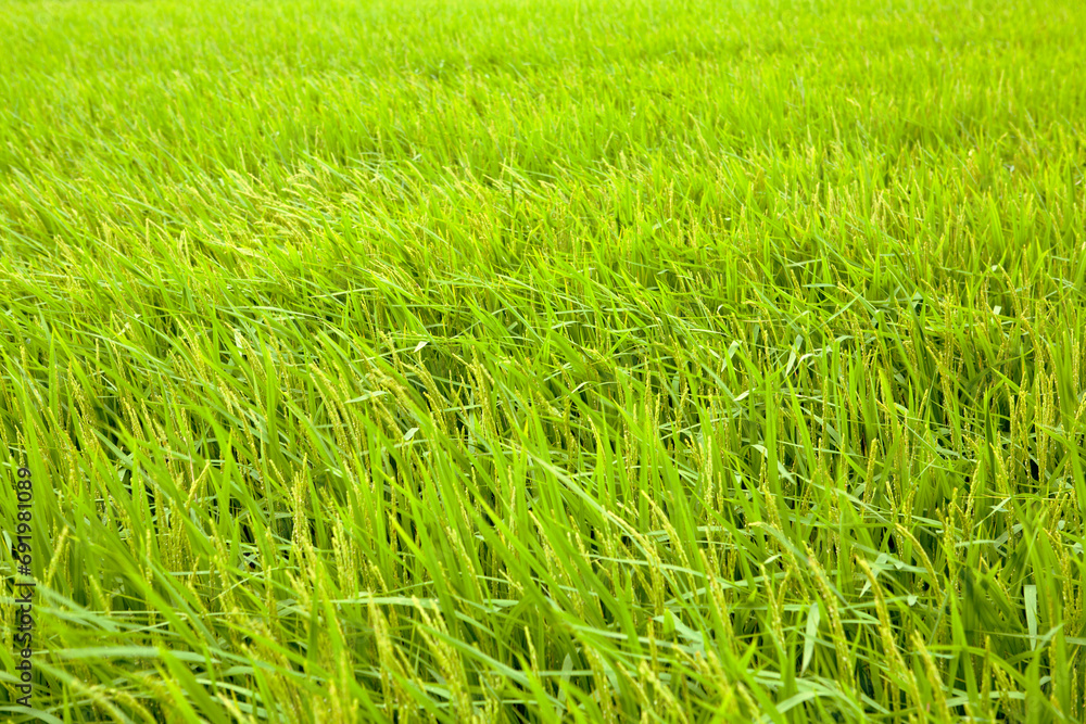 Obraz premium windy rice field
