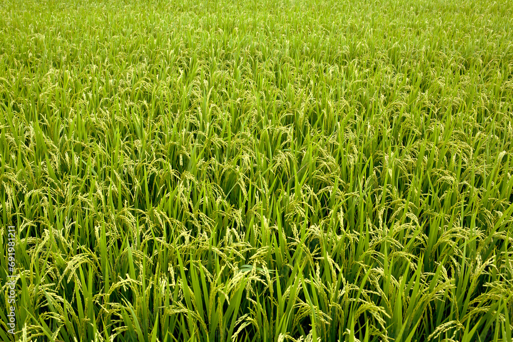 rice field in summer rice field in summer