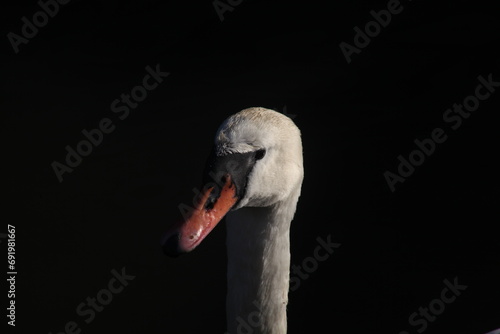 swan, bird, water, nature, animal