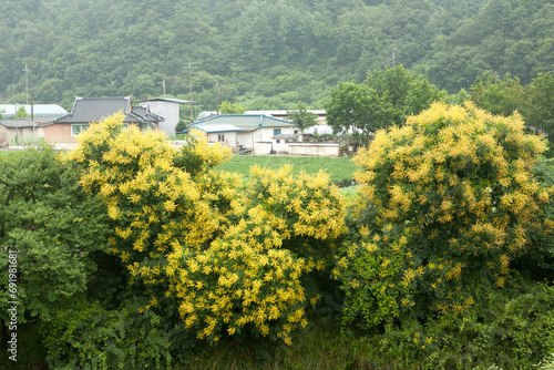 Golden wreath