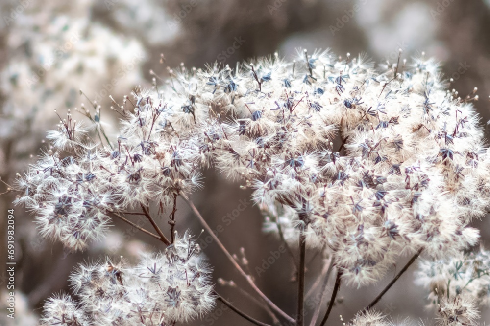 withered winter flower of a perennial plant