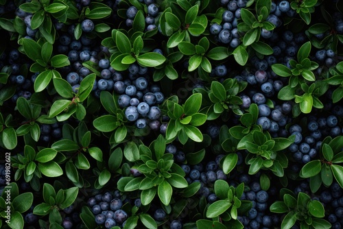  a close up of a bunch of blueberries on a bush with green leaves and blue berries on the bush. © Shanti