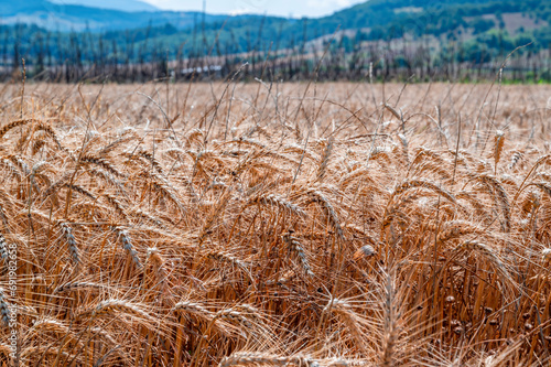 Wheat grown in the field is green and fried when ripe photo