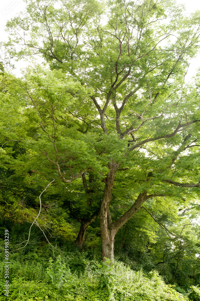 Obraz premium forest of summer