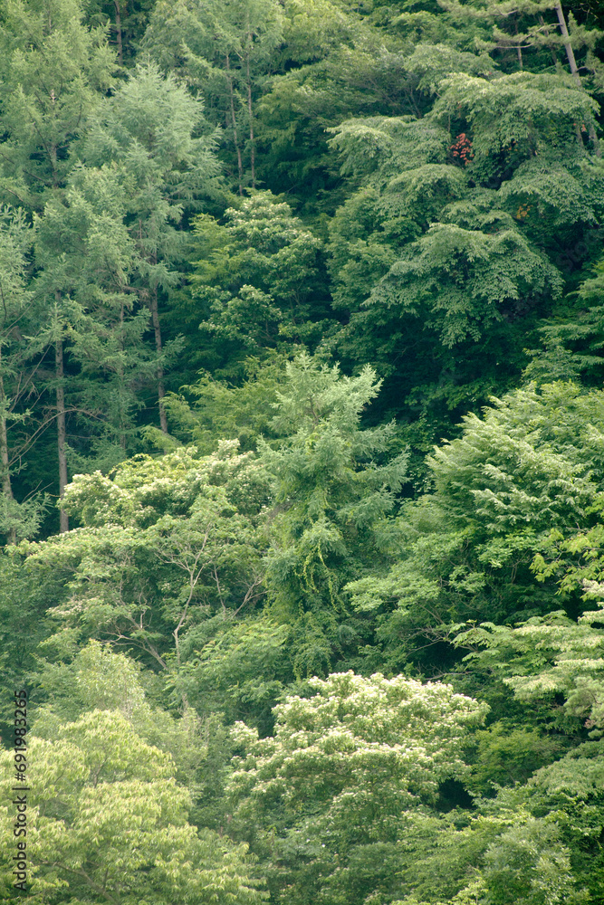 forest of summer forest of summer
