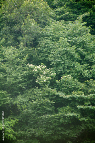 forest of summer