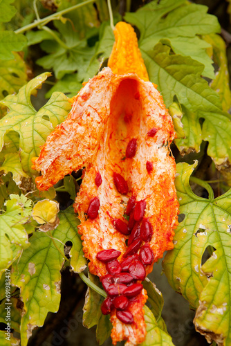 balsam apple photo