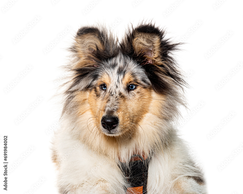 Long-Haired Collie wearing a harness, isolated on white