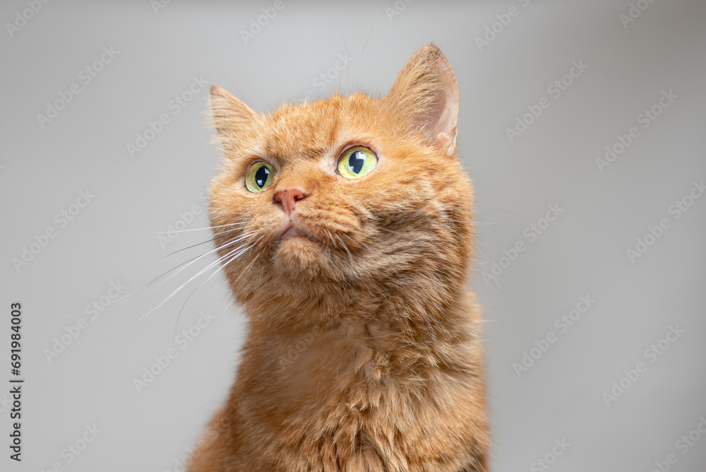 disheveled, indignant red cat on a gray background - obrazy, fototapety, plakaty 