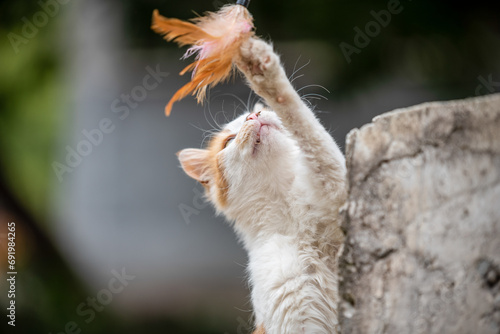 Fototapeta Naklejka Na Ścianę i Meble -  mongrel cat plays with a feather