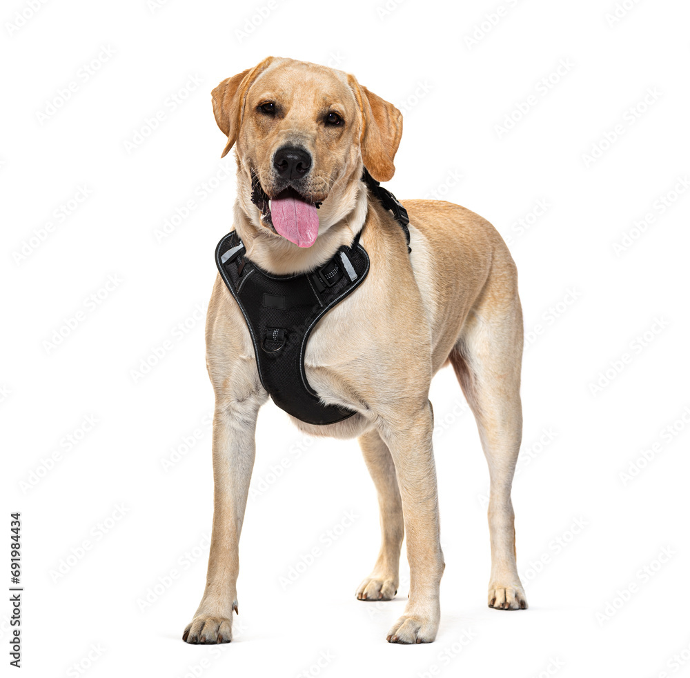 Labrador Retriever Panting and wearing a dog harness, isolated on white