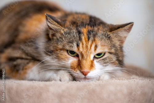 tricolor mottled angry cat has clung to the carpet and looks terrifyingly © Sofiia