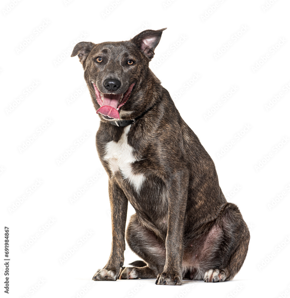 Panting Crossbreed between Cane corso with with Malinois, wearing a collar, isolated on white