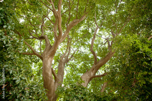 branches and leaves of the hackberry tree