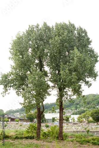 two poplar trees