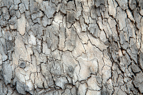 bark of platanus photo