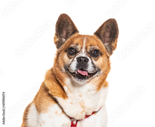 Mongrel Dog wearing a harness, isolated on white