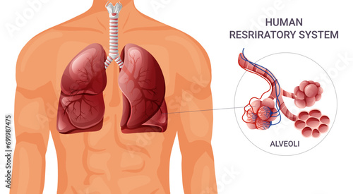 Human respiratory system. Vector illustration isolated