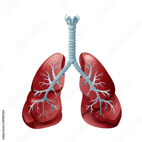 Human lungs. Medical educational chart. Vector illustration
