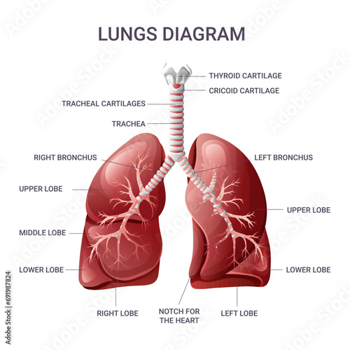 Lungs anatomy. Medical educational diagram isolated